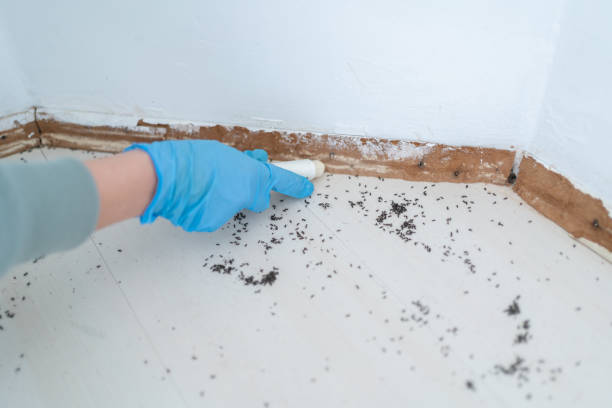 Best Rodent Control Near Me  in West Puente Valley, CA