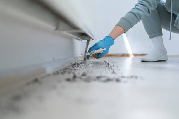 Trusted West Puente Valley, CA Pest Control Experts